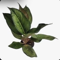 Aglaonema Frozen Green